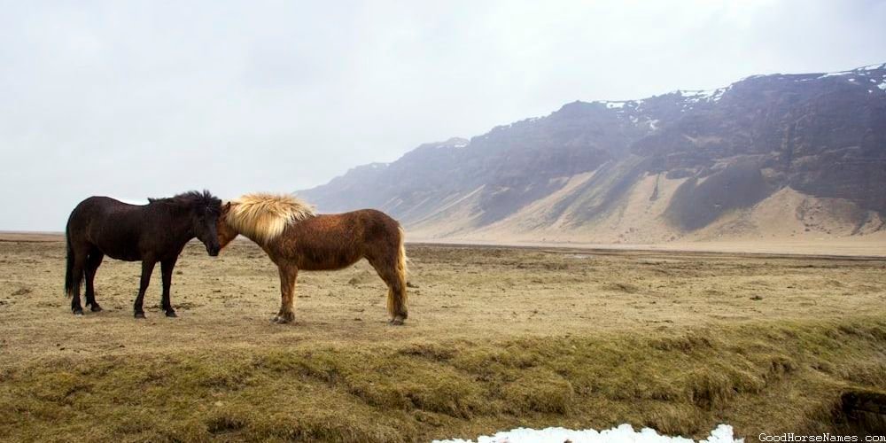 Black Male Horse Popular Names