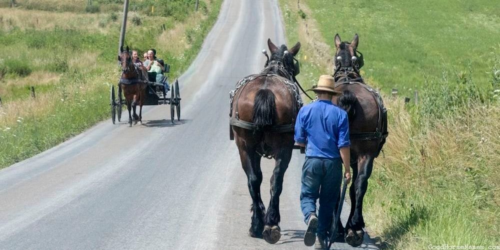 Black Mare Horse Popular Names