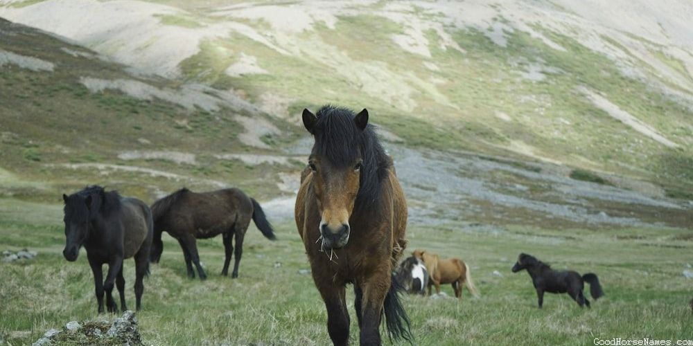 Black Mare Horse Sassy Names