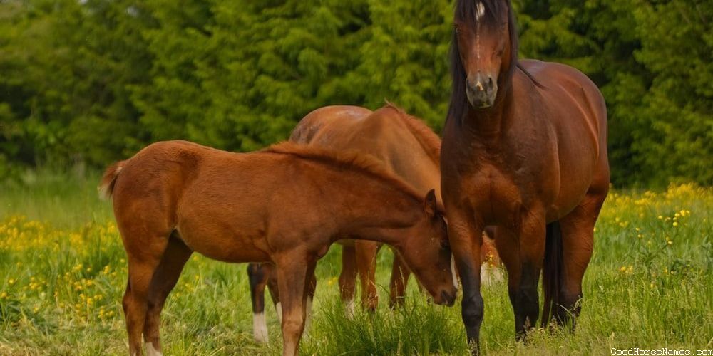 Black Paint Horse Mythical Names