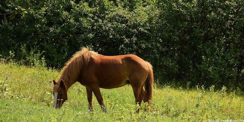 Black Paint Horse Names That Sound Awesome