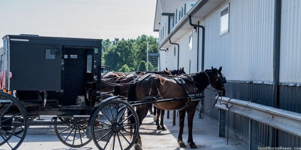 Black Paint Horse Popular Names