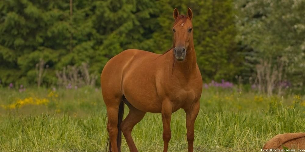 Black Paint Horse