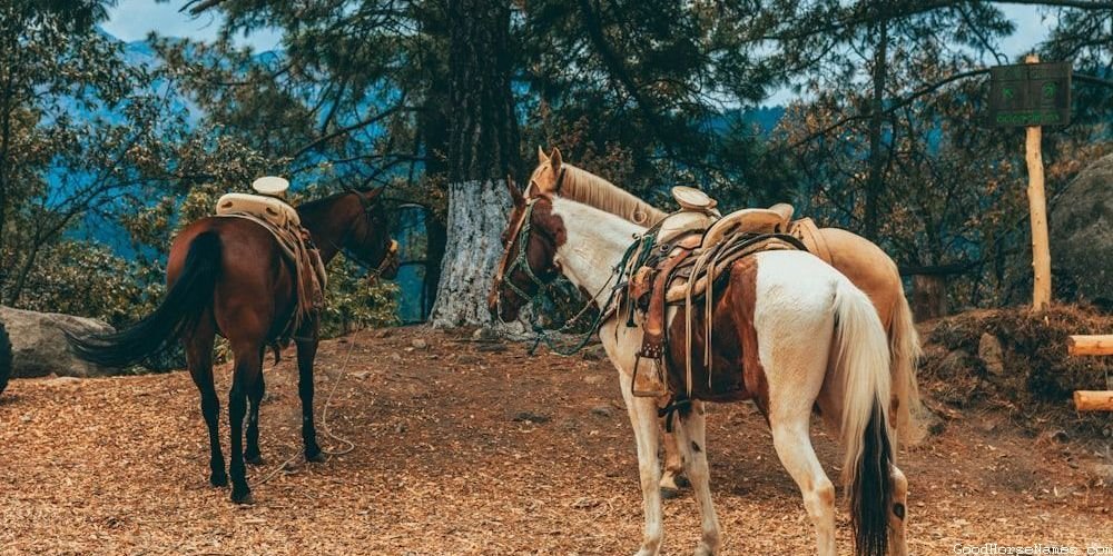 Black Pinto Horse Medieval Names