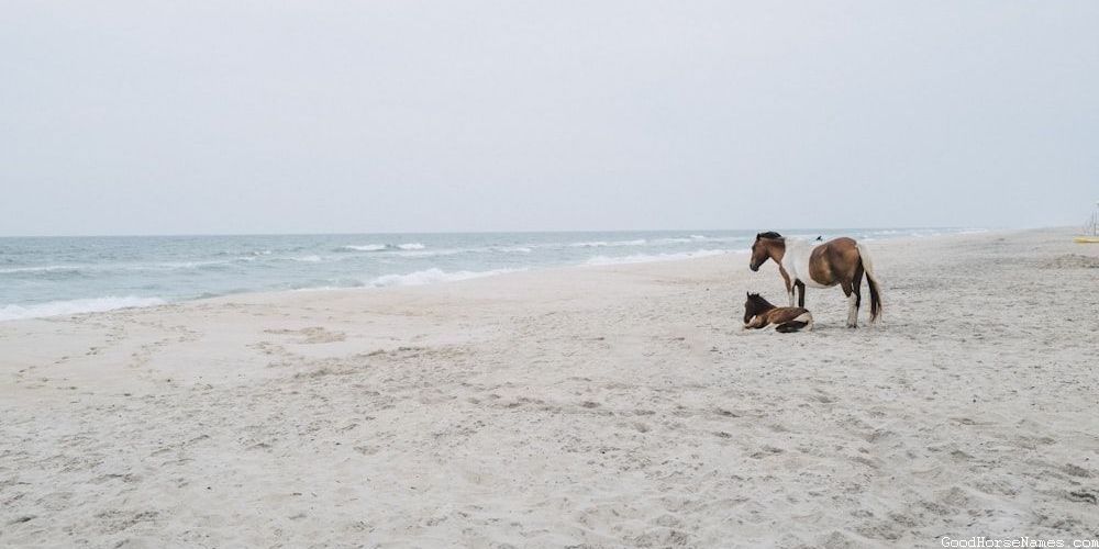 Black Pinto Horse Names Inspired by Nature