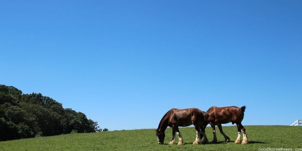 Black Pinto Horse Popular Names