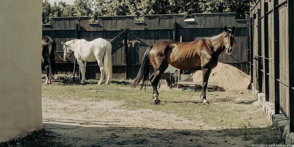 Black Race Horse Fierce Names