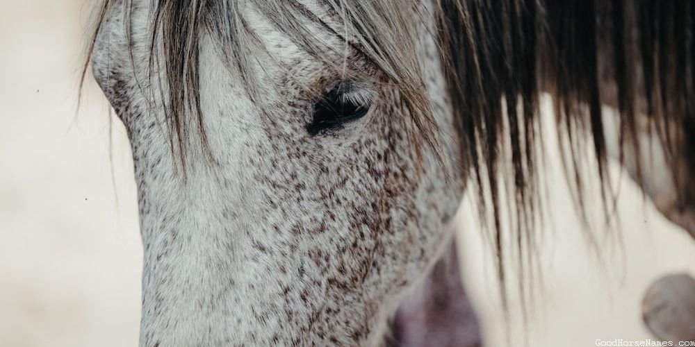 Black Race Horse Names Inspired by Historical Figures