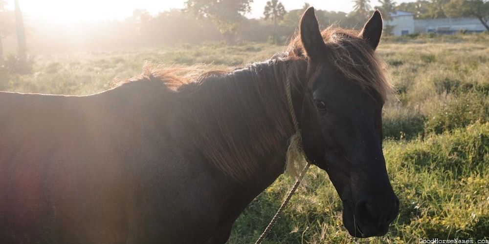 Black Race Horse Unique Names