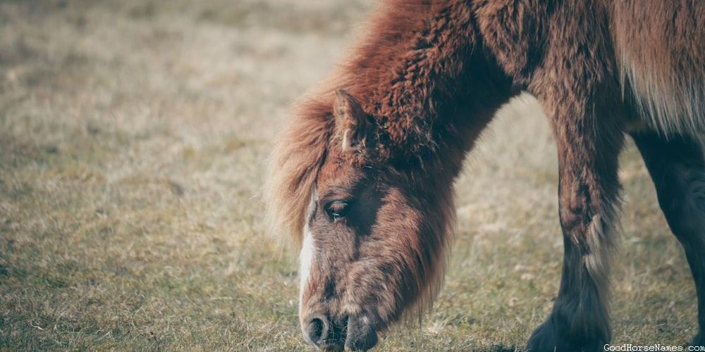 Black Stallion Literature Inspired Horse Names