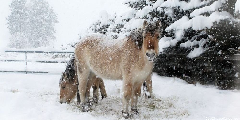 Black Stallion Medieval Horse Names