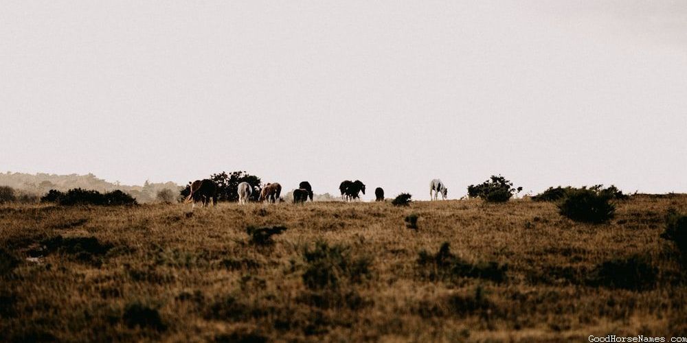 Black Stallion Pop Cultured Inspired Horse Names