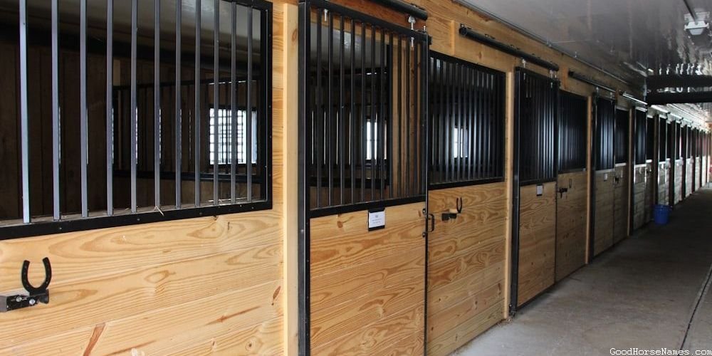 Black Stallion Popular Horse Names