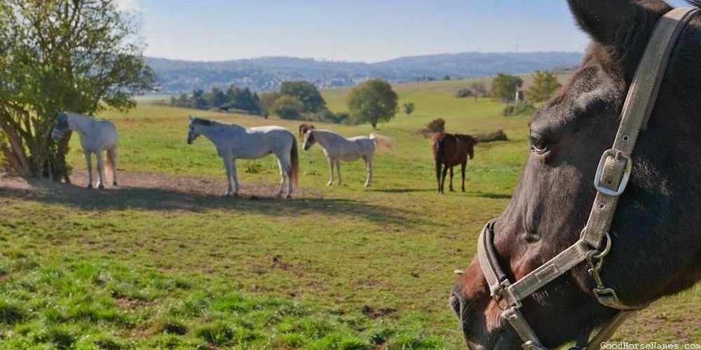 Black War Horse Royal Names