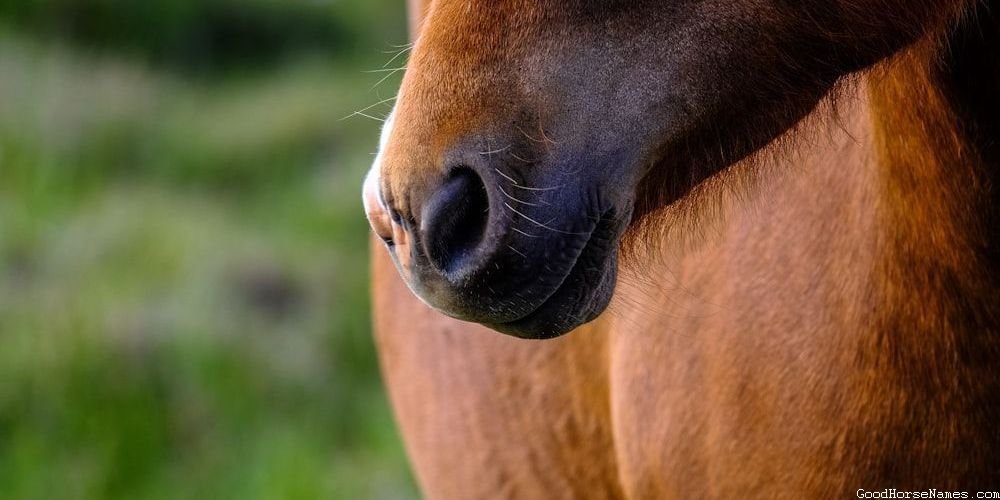 Blonde Horse Sassy Names
