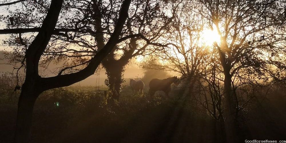 Blonde Horse Sports Teams Inspired Names