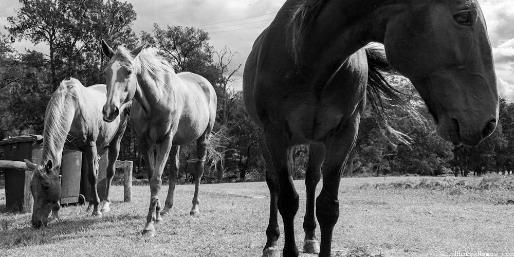 Blue Horse Cute Names