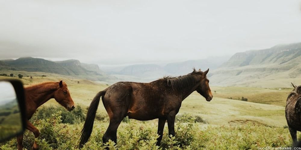 Blue Horse Names Inspired by Horse Characteristics