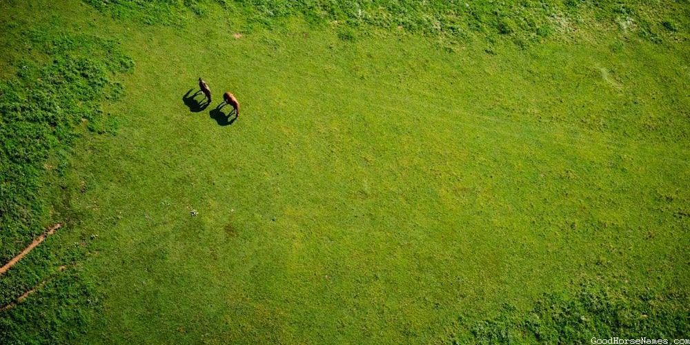 Boho Horse Names Inspired by Nature