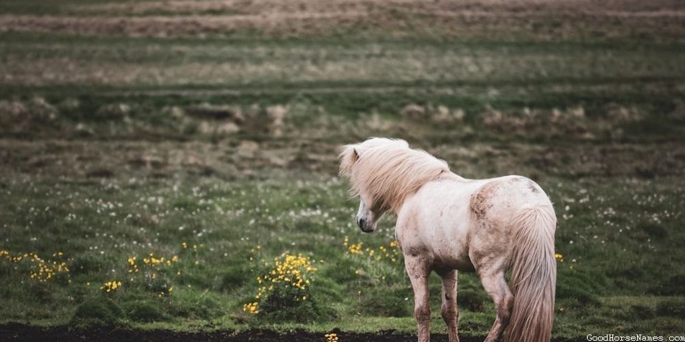 Boho Horse