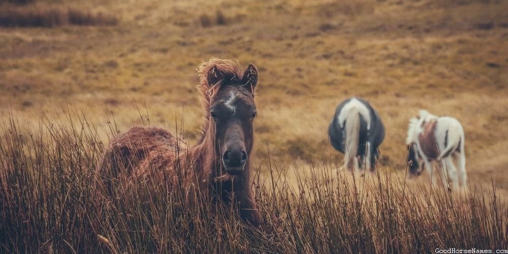 Breton Horse Location Inspired Names