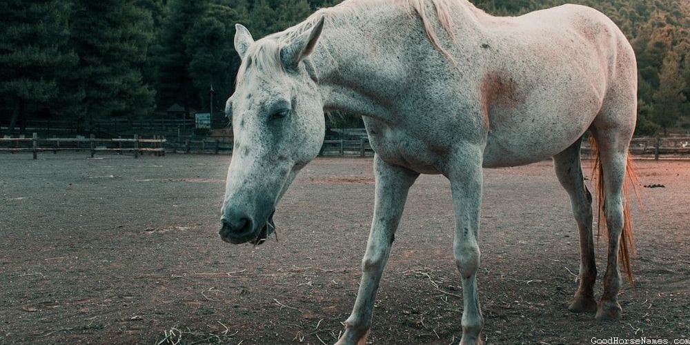 Breton Horse Popular Names