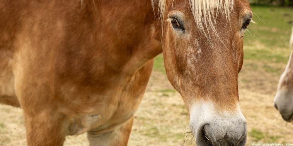 Breton Horse