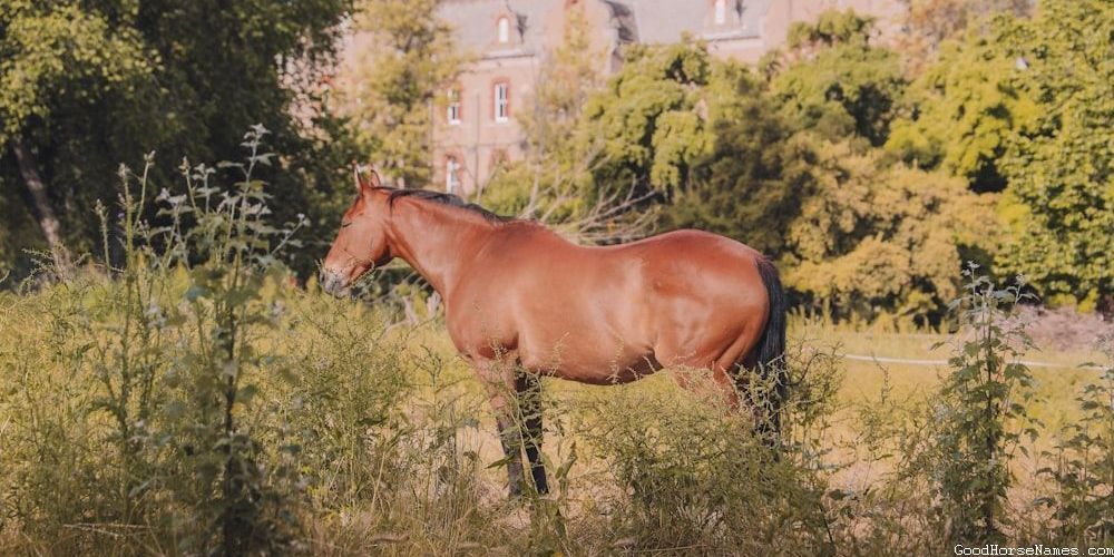 Brindle Horse Pop Culture Inspired Names