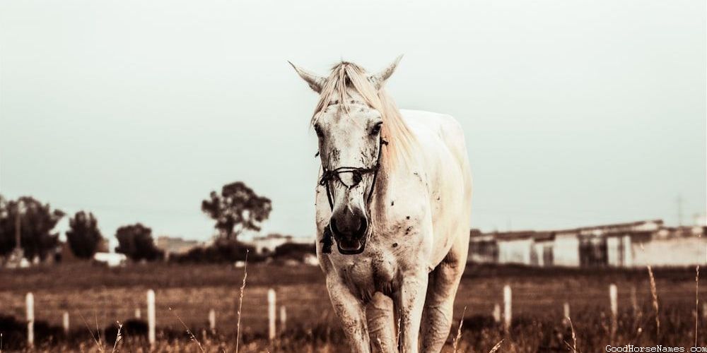 Brindle Horse Royal Names
