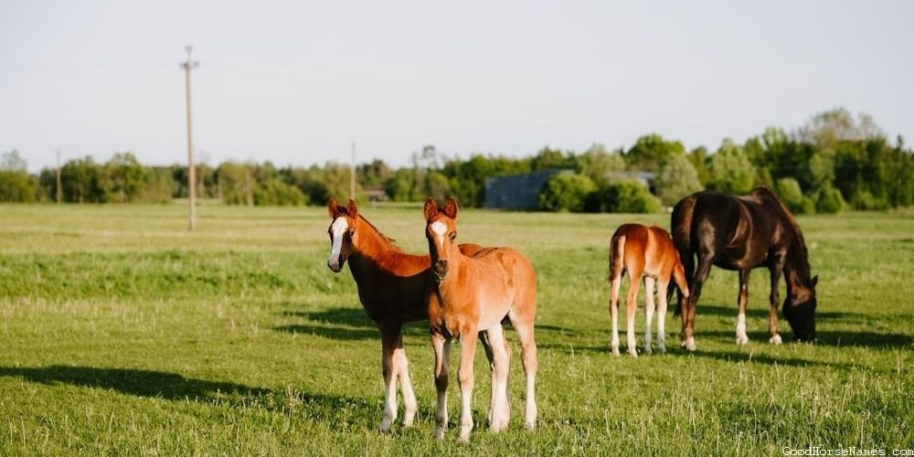 Bronco Horse Fierce Names That Are Puns