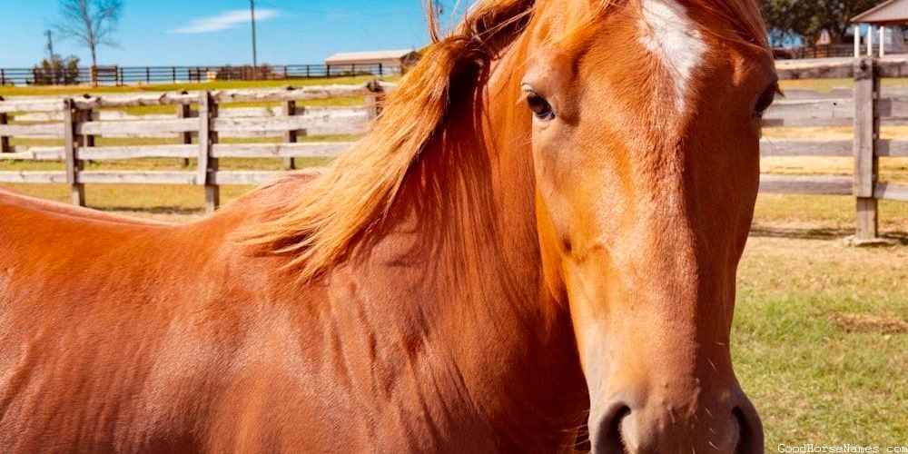 Bronco Horse Fierce Names