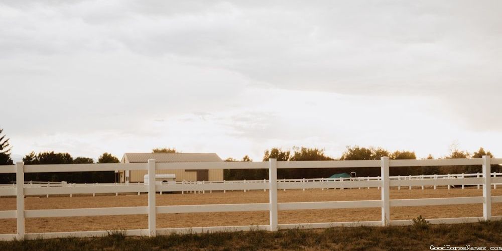 Bronco Horse Names Inspired by Horse Breed