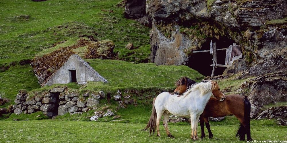 Brown and Black Horse Cute Names