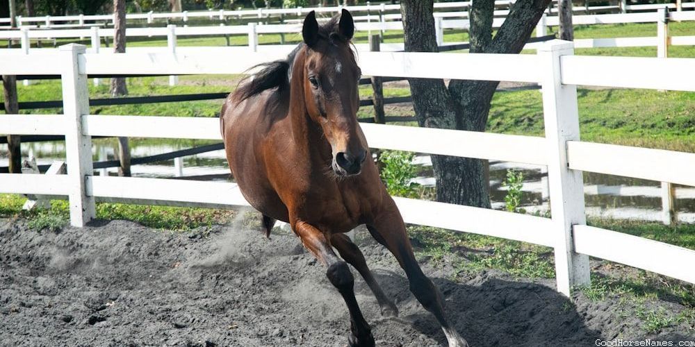 Brown and Black Horse Human Name Inspired Names
