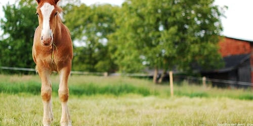 Brown and White Horse Names Female