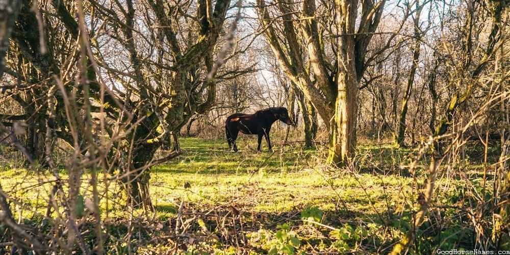 Brown and White Horse Names Inspired by Emotions