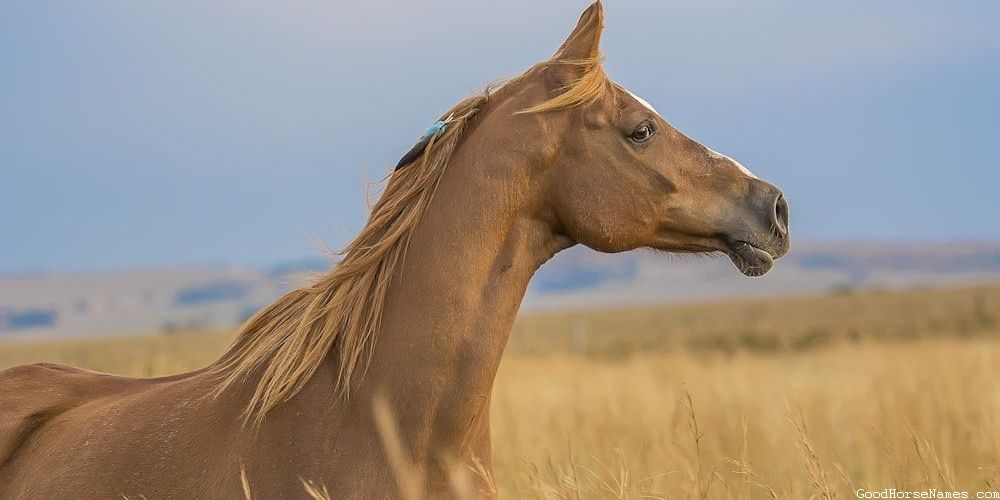 Brown and White Horse Unique Names