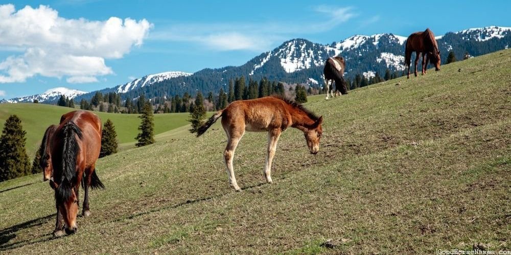 Brown and White Horse