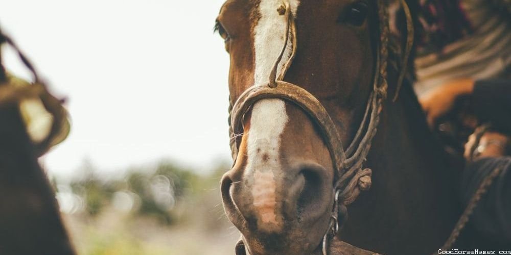Brown and White Paint Horse Female Names Inspired by Locations