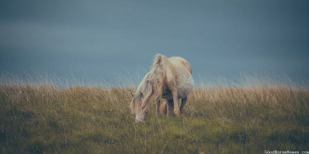 Brown and White Paint Horse Female Names Inspired by Sports Team