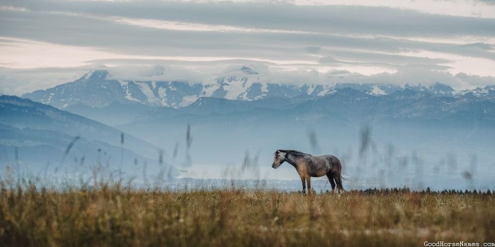Brown and White Paint Horse Names Inspired by Historical Figures