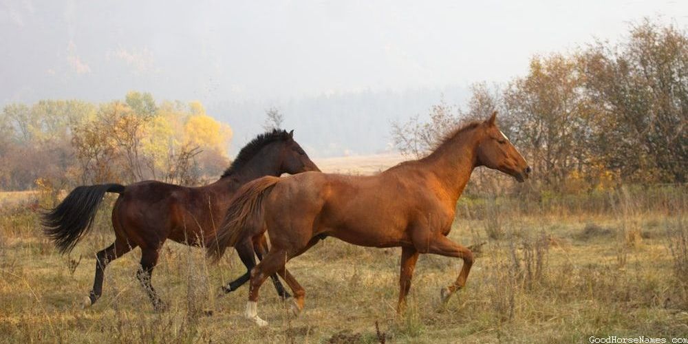 Brown Horse Medieval Names