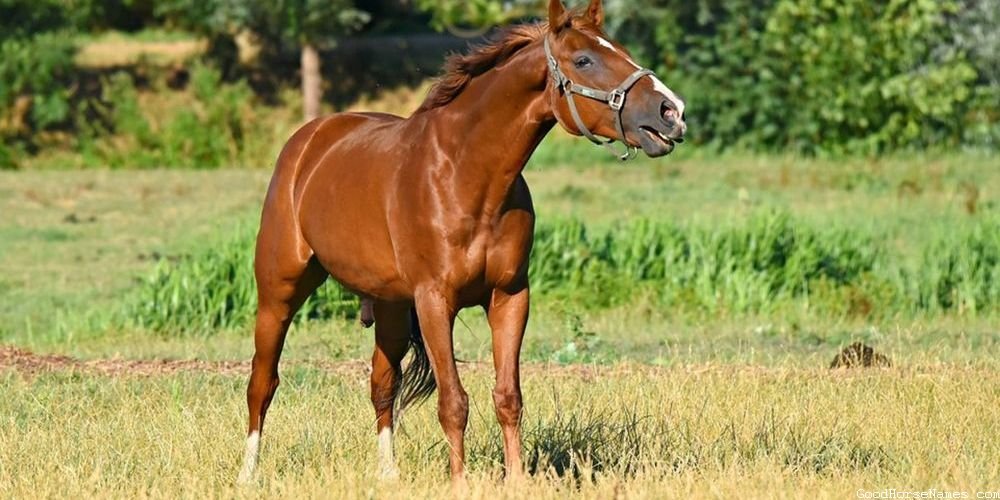 Brown Horse Popular Names