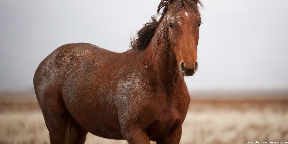 Brown Horse Powerful Names