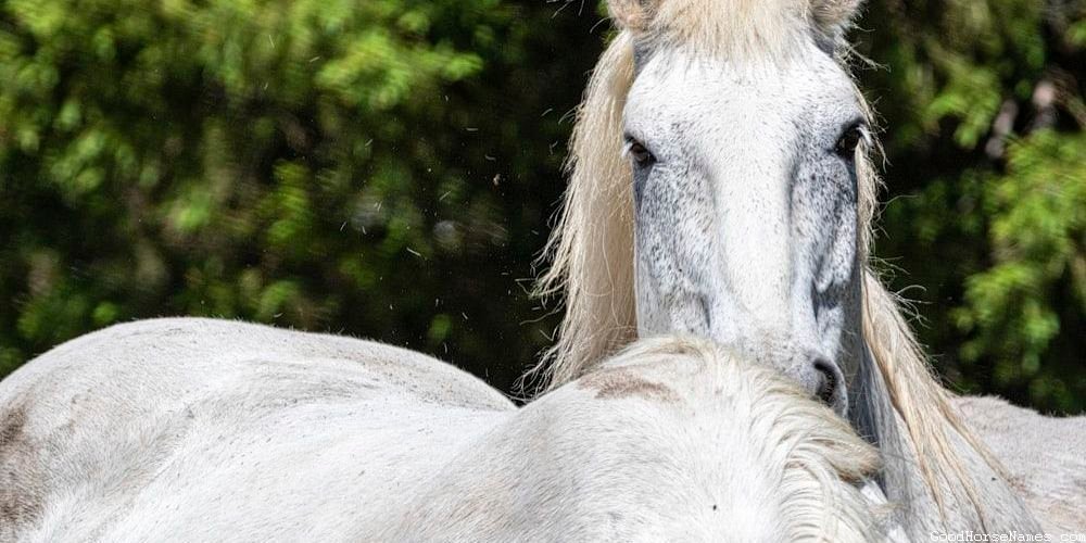 Brown Horse Show Popular Names