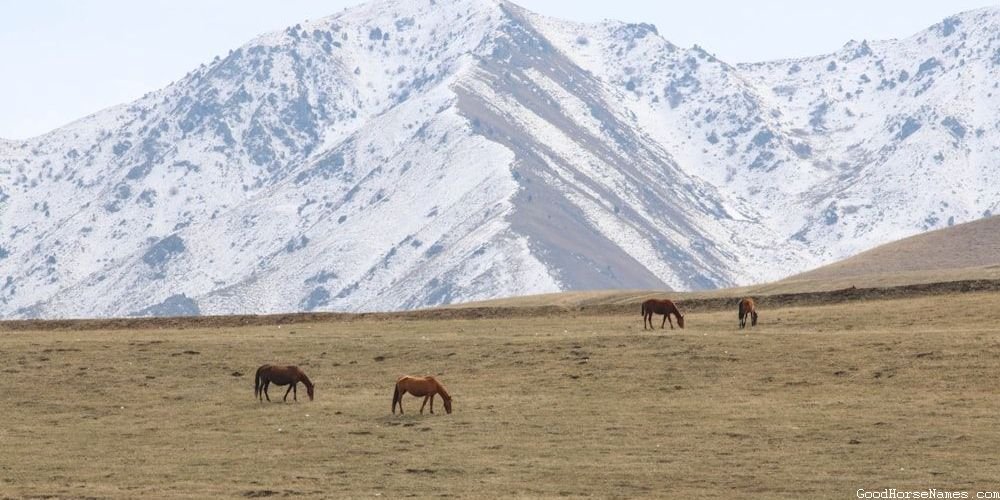 Bucking Horse Elegant Names