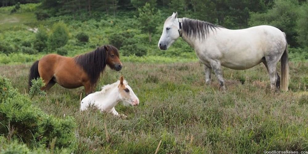 Bucking Horse Popular Names