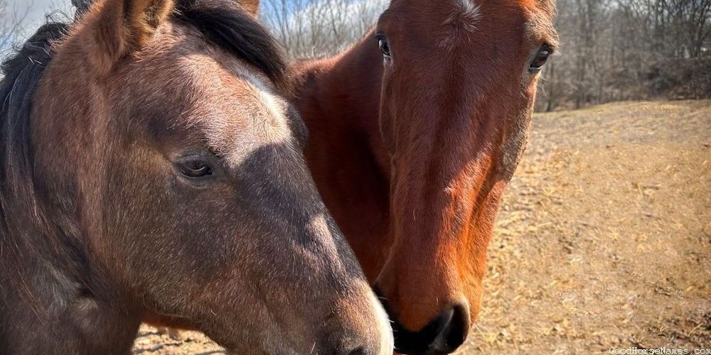 Cajun Horse Popular Names