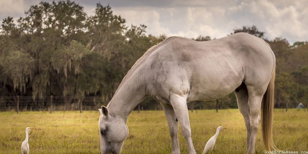 Calm Horse Medieval Names