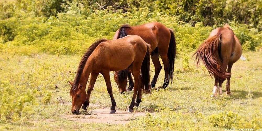 Calm Horse Names Inspired by Horse Breed